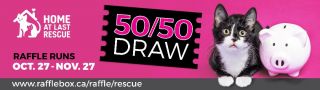 50 50 draw cats