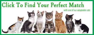protectoras cats toronto Abbey Cat Adoptions