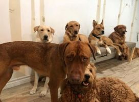 dog hotels toronto Woof! Dog Shop & Daycare