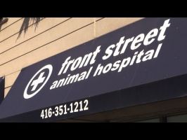 clinics dogs toronto Front Street Animal Hospital