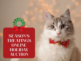 places to adopt cats in toronto Markham Cat Adoption & Education Centre