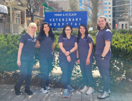 veterinary courses toronto Yonge & St. Clair Veterinary Hospital