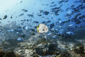 Technicolour Ocean: The Fragile Biodiversity of Indonesia