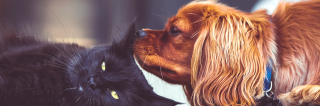 Photo of a dog sniffing a cat's ear