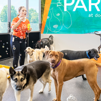 Dogtopia daycare with dogs and bubbles