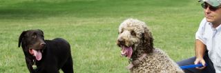 dog off-leash areas in Toronto park