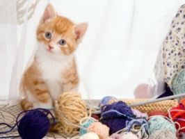 Cat Sitter Toronto | Cat with Yarn