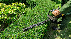Hedge Trimming and Shearing in Toronto