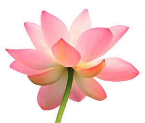 lotus flower canstockphoto2653376
